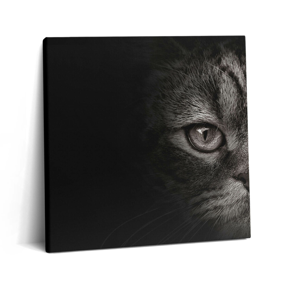 Vászonkép 60x60 Skót macska