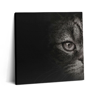 Vászonkép 60x60 Skót macska