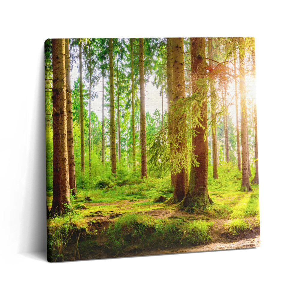 Vászonkép 60x60 Erdő a napfényben