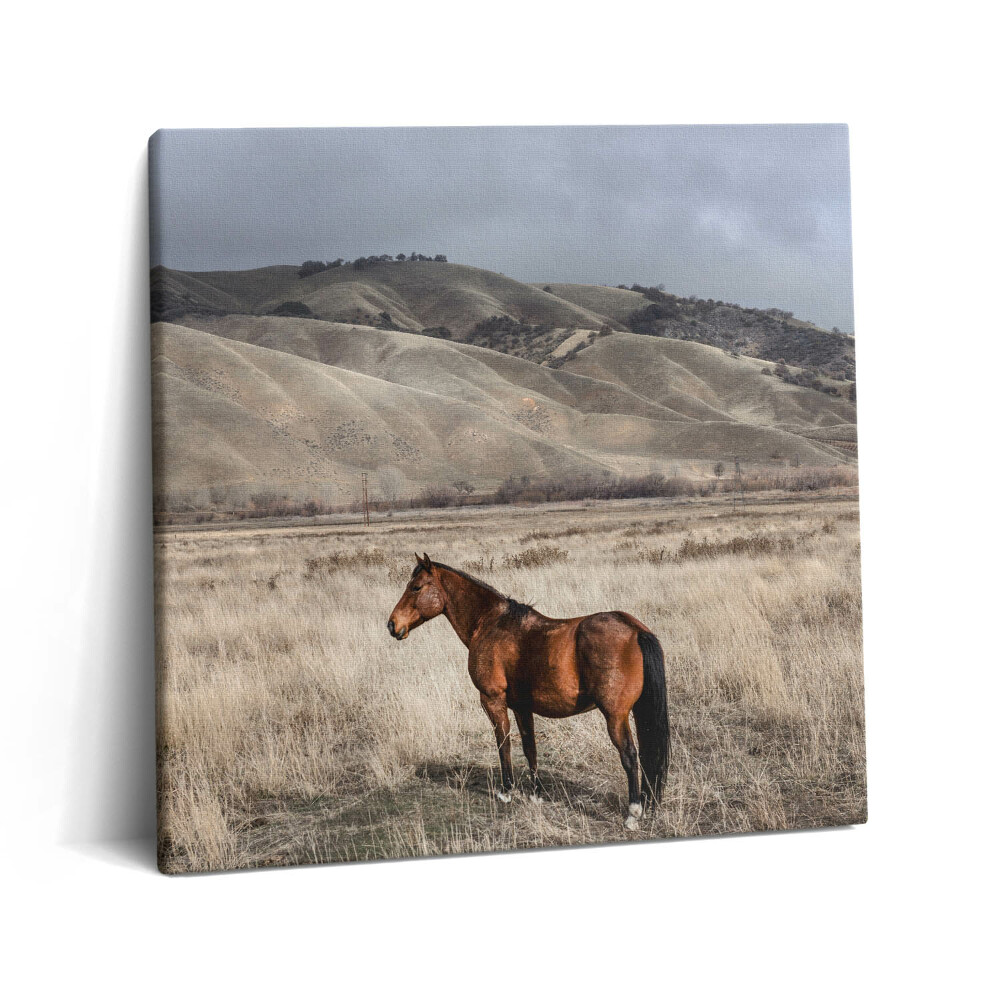 Vászonkép 60x60 Ménes a fű között