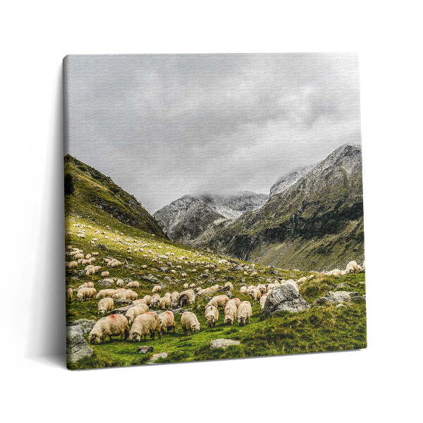 Vászonkép 60x60 Birkák a hegyi réten