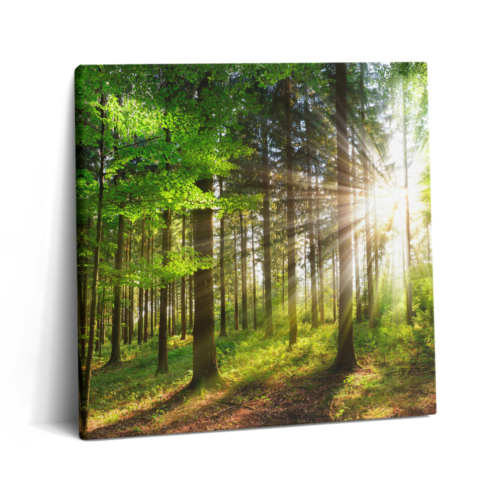 Vászonkép 60x60 Erdő és napfelkelte