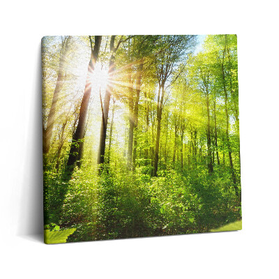 Vászonkép 60x60 Napsütés az erdőben