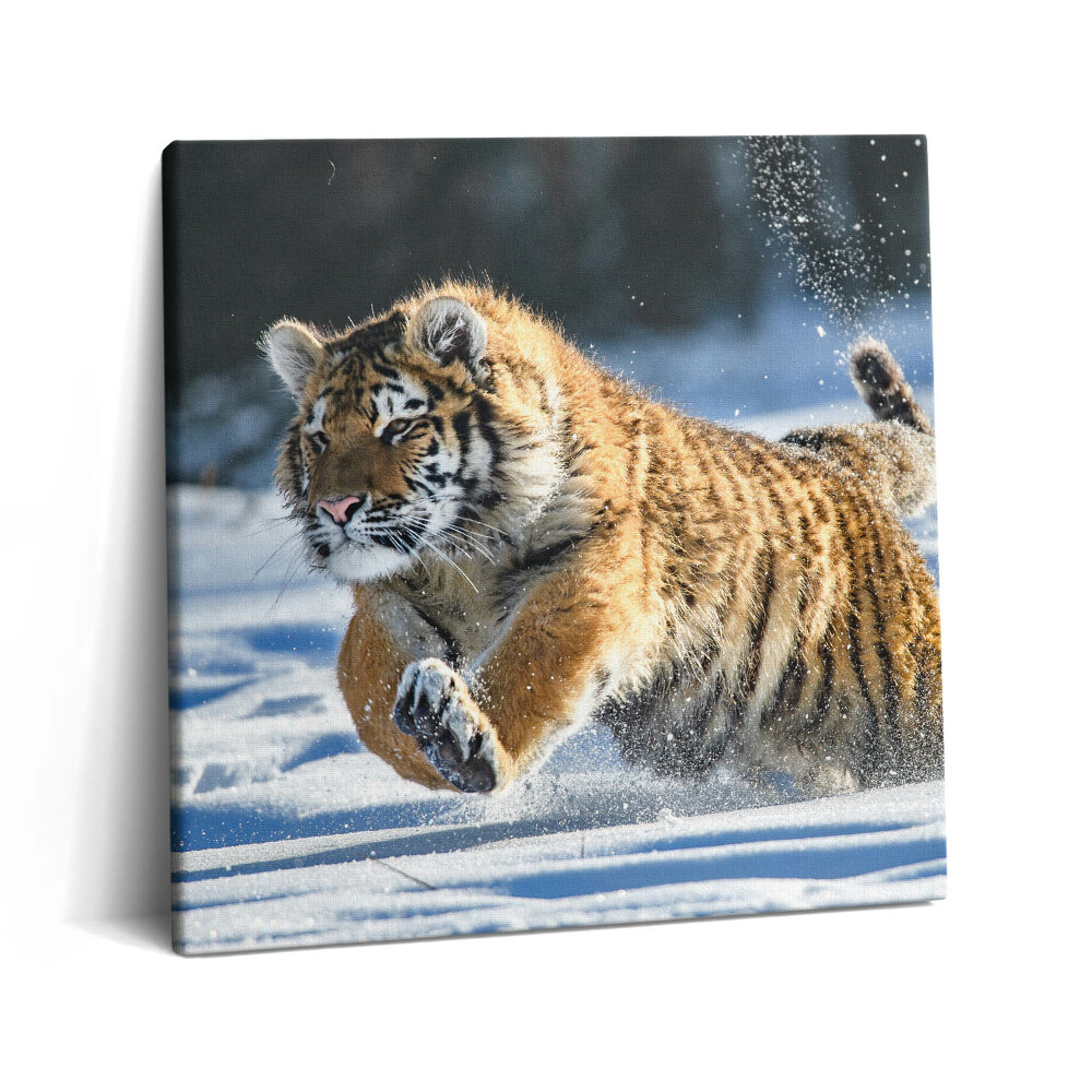 Vászonkép 60x60 Bolyhos tigris a hóban