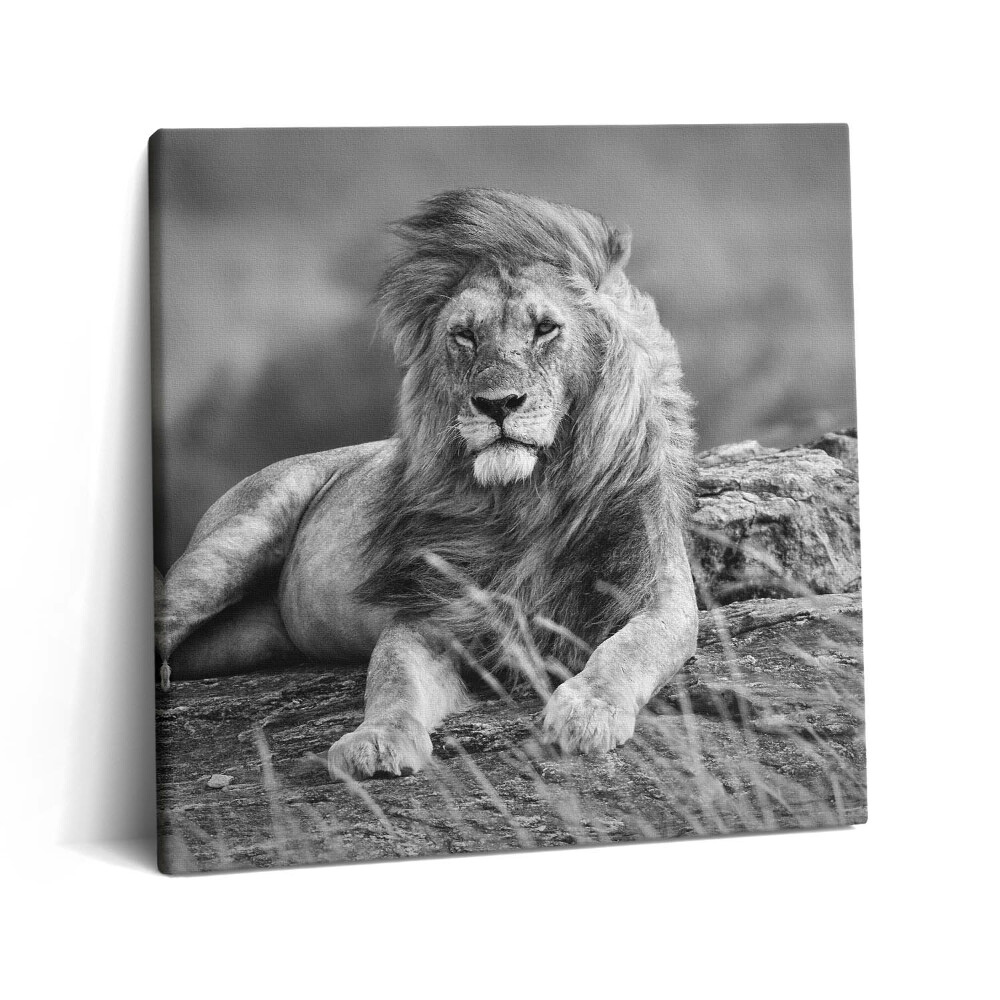 Vászonkép 60x60 Fenséges állat oroszlán