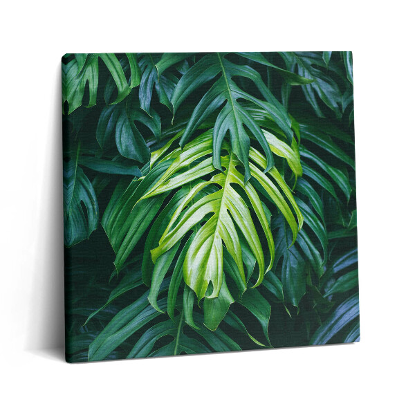 Vászonkép 60x60 Trópusi természet - monstera levelek