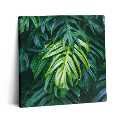 Vászonkép 60x60 Trópusi természet - monstera levelek