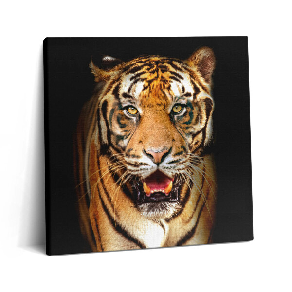 Vászonkép 60x60 Kifejező vad tigris macska