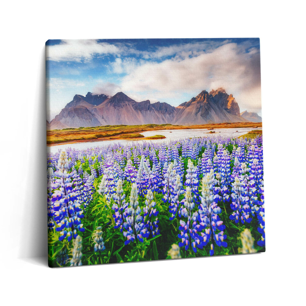 Vászonkép 60x60 Varázslatos csillagfürt virágok