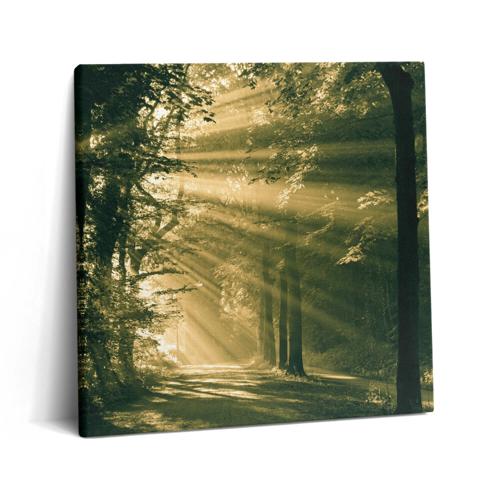 Vászonkép 60x60 Napsütés az erdőben