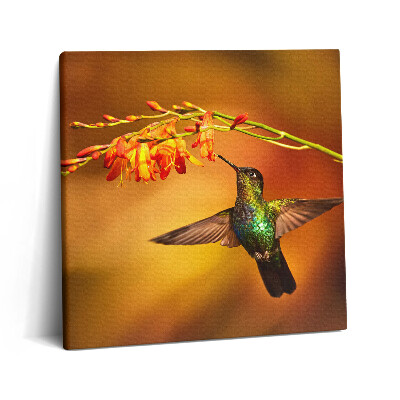 Vászonkép 60x60 Kolibri