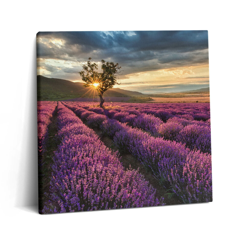 Vászonkép 60x60 Levendulamezős tájkép
