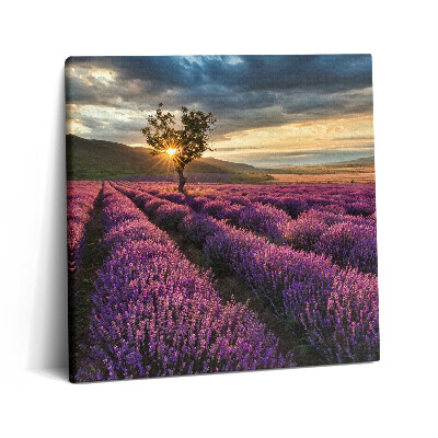 Vászonkép 60x60 Levendulamezős tájkép