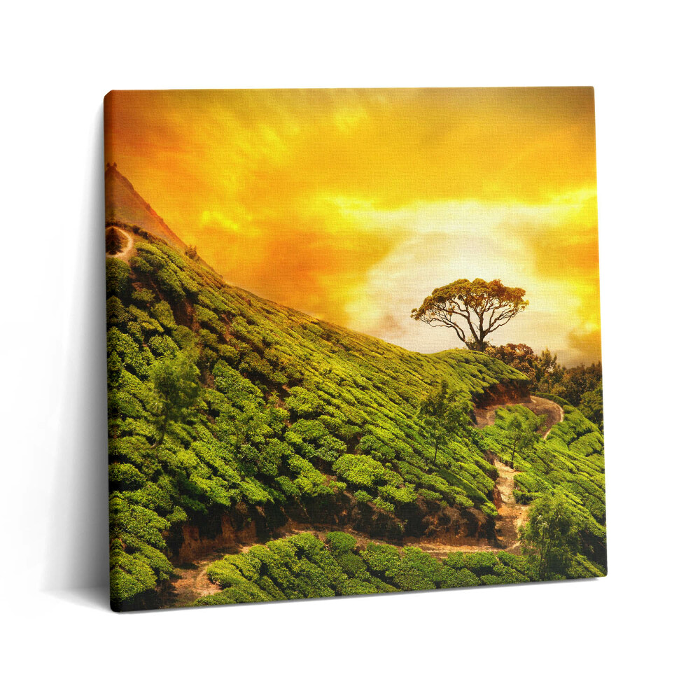 Vászonkép 60x60 Tea domb