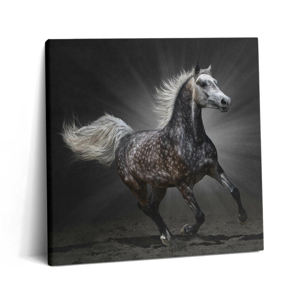 Vászonkép 60x60 Galoppáló ló