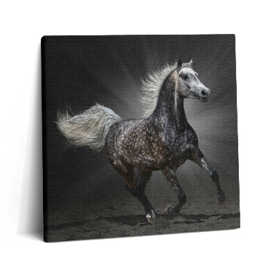 Vászonkép 60x60 Galoppáló ló