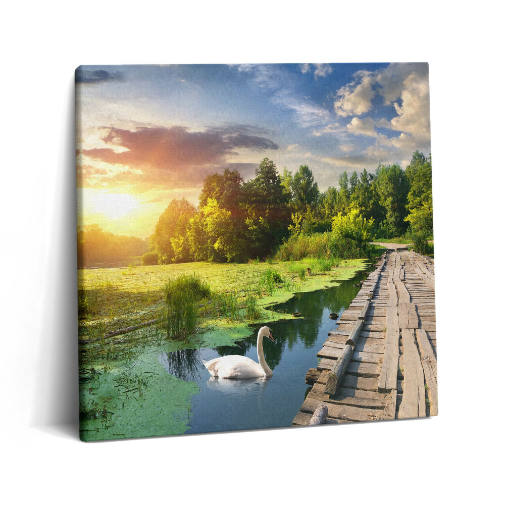 Vászonkép 60x60 Hattyú naplementében