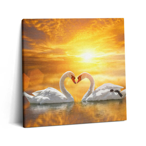 Vászonkép 60x60 Szerelmes hattyúk