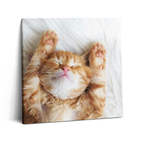 Vászonkép 60x60 Alvó cica