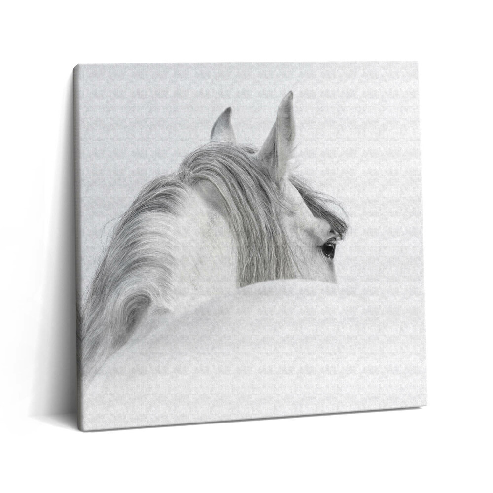 Vászonkép 60x60 Andalúziai ló a ködben