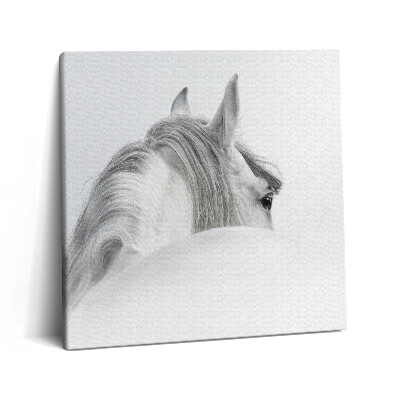 Vászonkép 60x60 Andalúziai ló a ködben