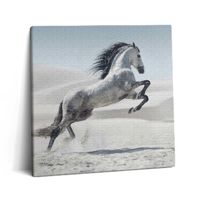 Vászonkép 60x60 Galoppozó fehér ló