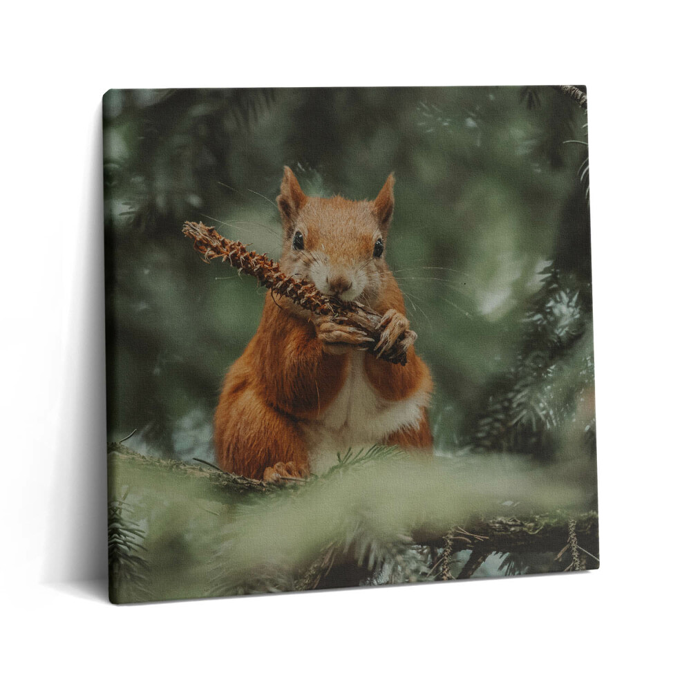 Vászonkép 60x60 Vadon élő mókus