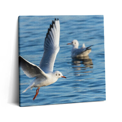 Vászonkép 60x60 Sirályok Gdyniában