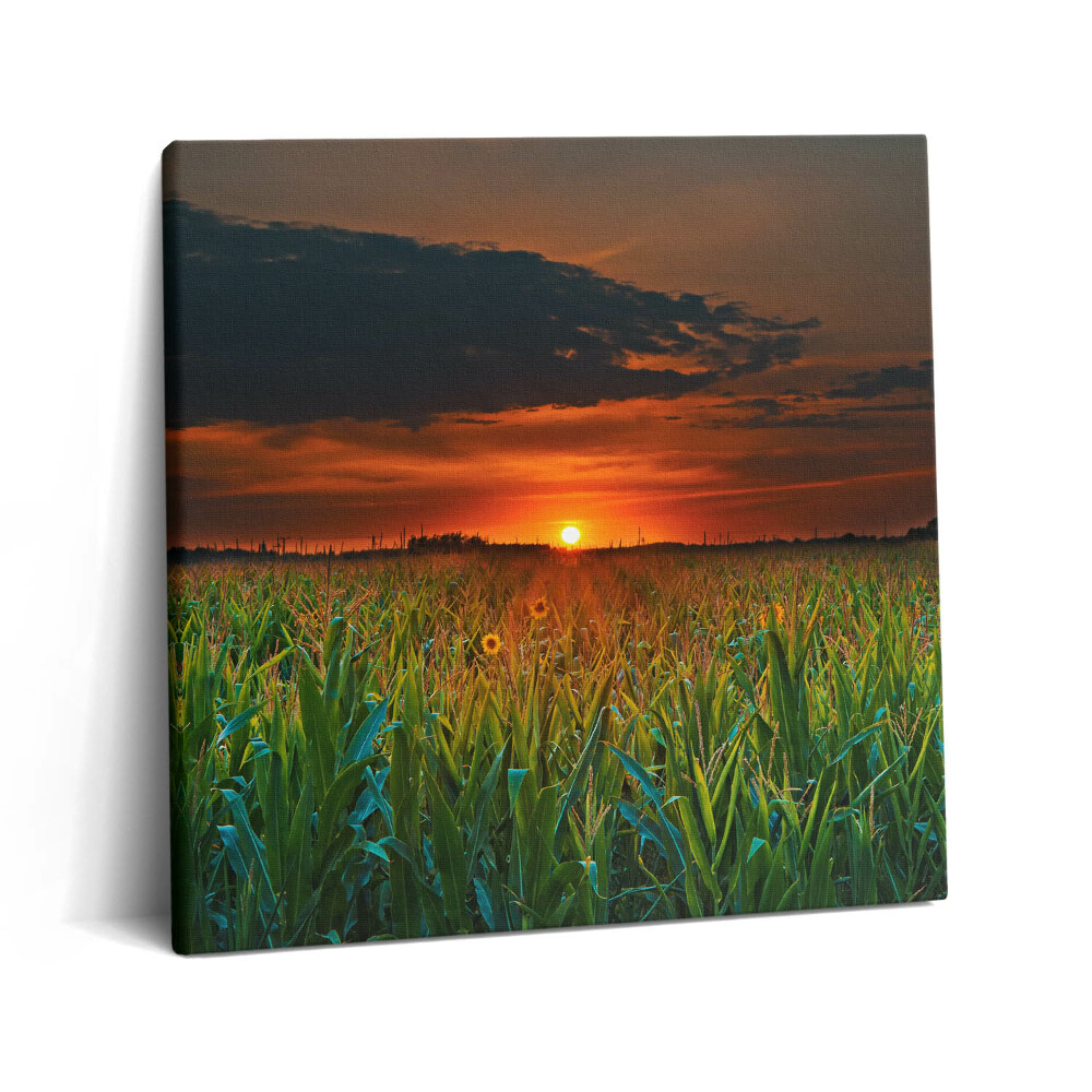 Vászonkép 60x60 Napraforgó a réten