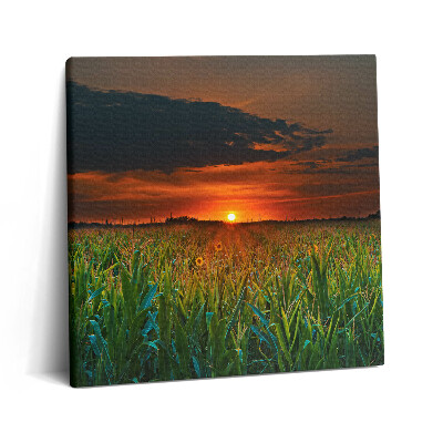 Vászonkép 60x60 Napraforgó a réten