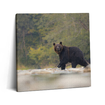 Vászonkép 60x60 Medve a Bieszczady-hegységben