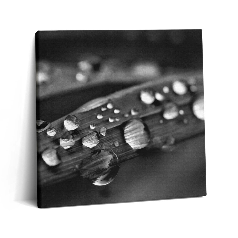 Vászonkép 60x60 Rózsalevél Fekete-fehér