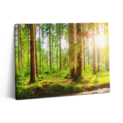Vászonkép falra 80x60 Erdő a napfényben