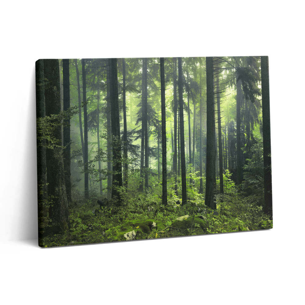 Vászonkép falra 80x60 Fákból és erdei növényzetből álló tájkép