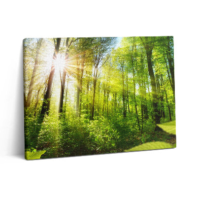 Vászonkép falra 80x60 Napsütés az erdőben