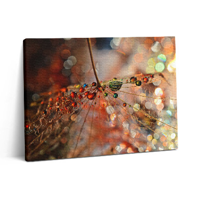 Vászonkép falra 80x60 Pitypang és harmat