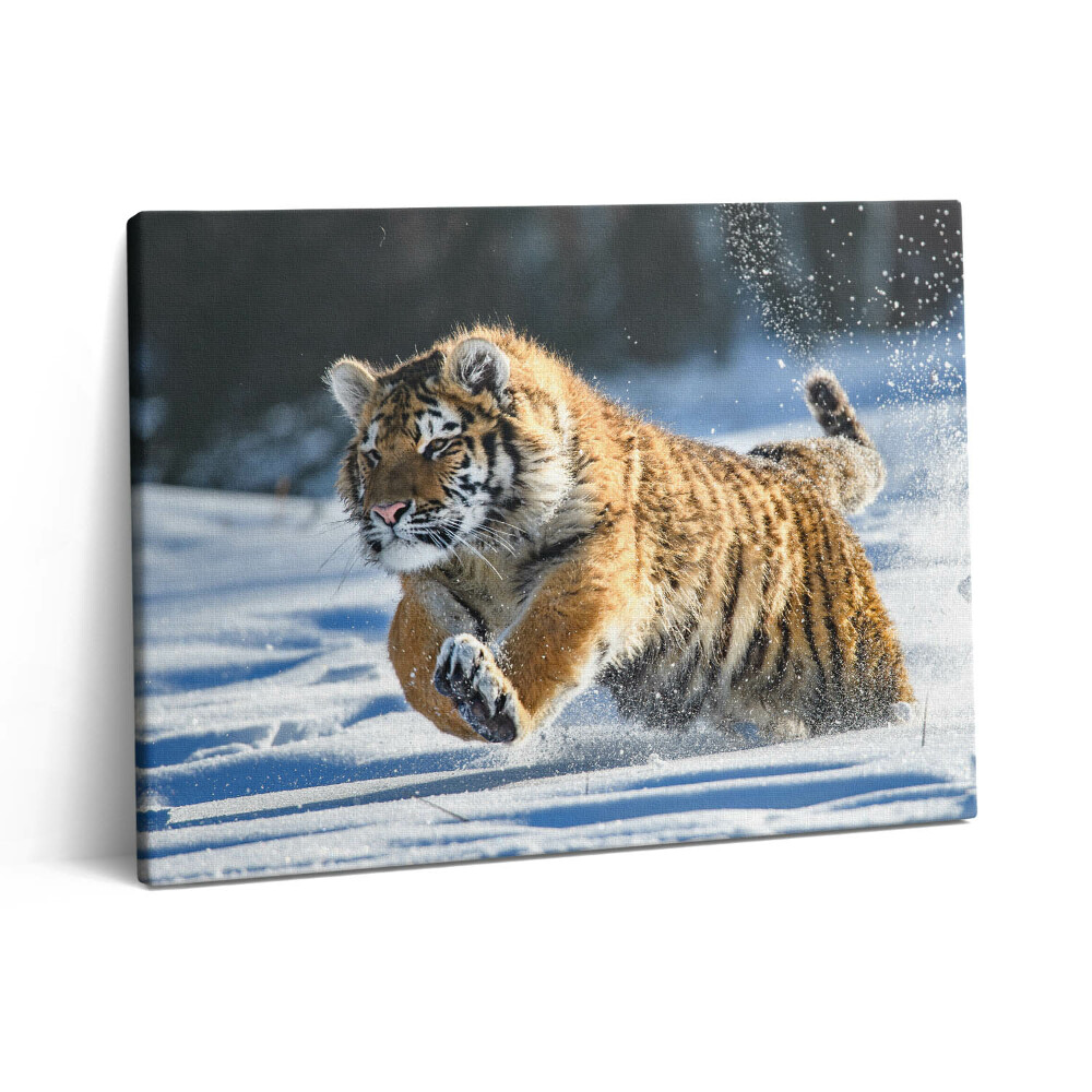 Vászonkép falra 80x60 Bolyhos tigris a hóban