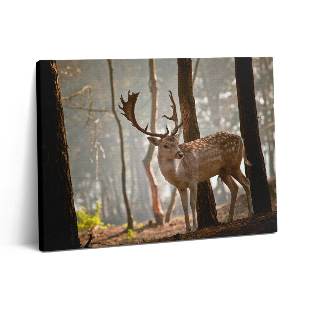 Vászonkép falra 80x60 Szarvas a felkelő nap fényében