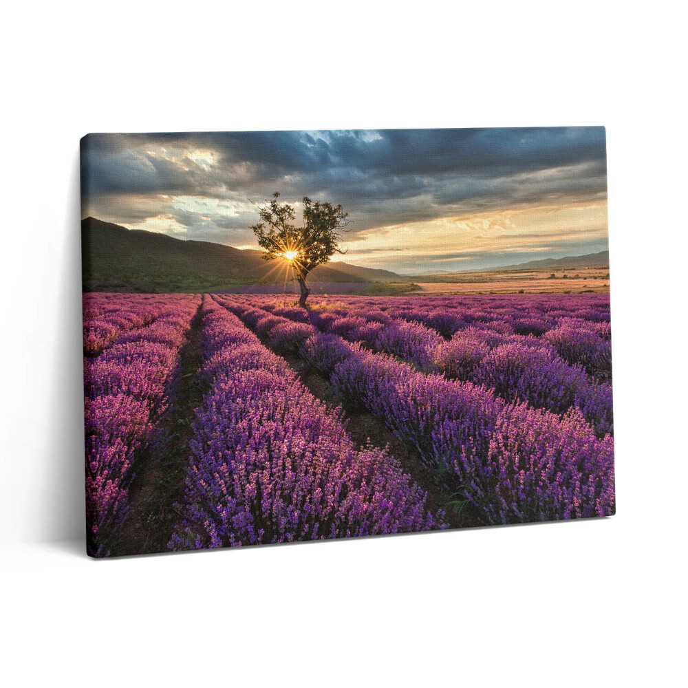 Vászonkép falra 80x60 Levendulamezős tájkép