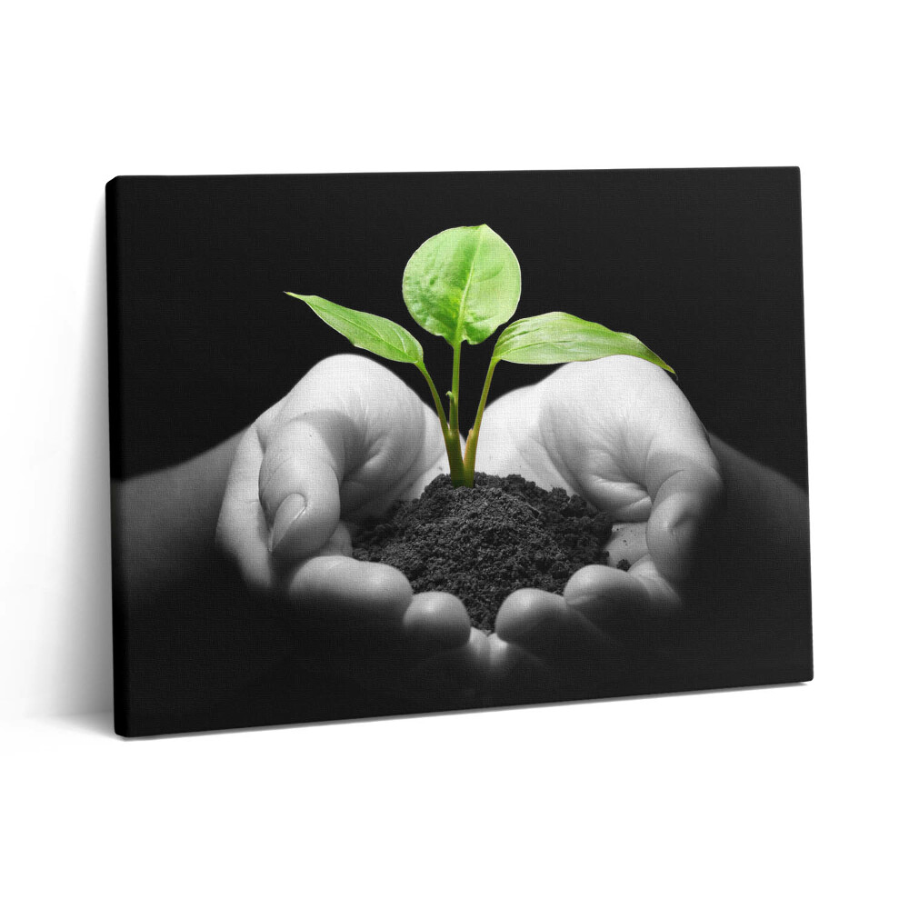 Vászonkép falra 80x60 Növény a kezében