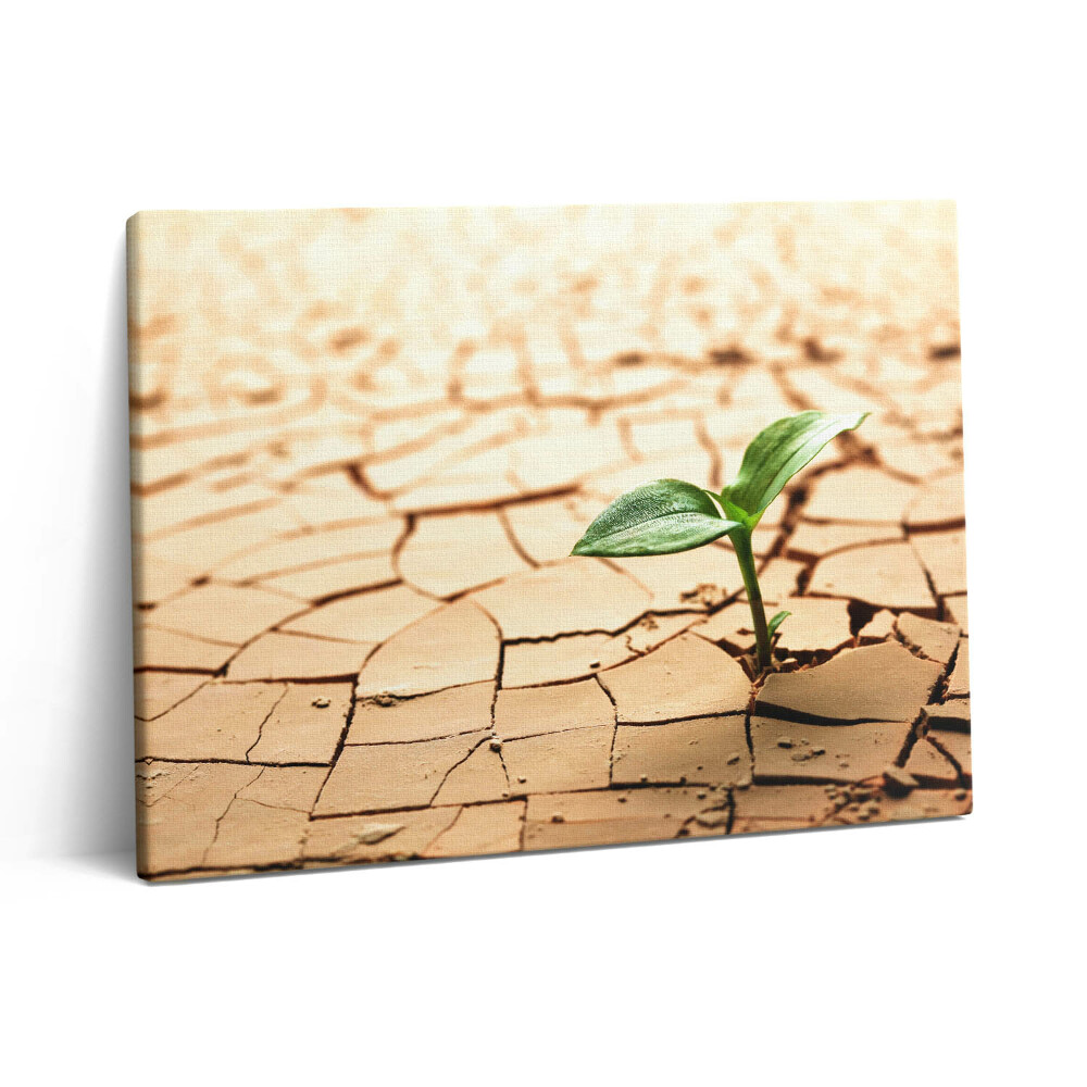Vászonkép falra 80x60 Ültetés száraz talajban