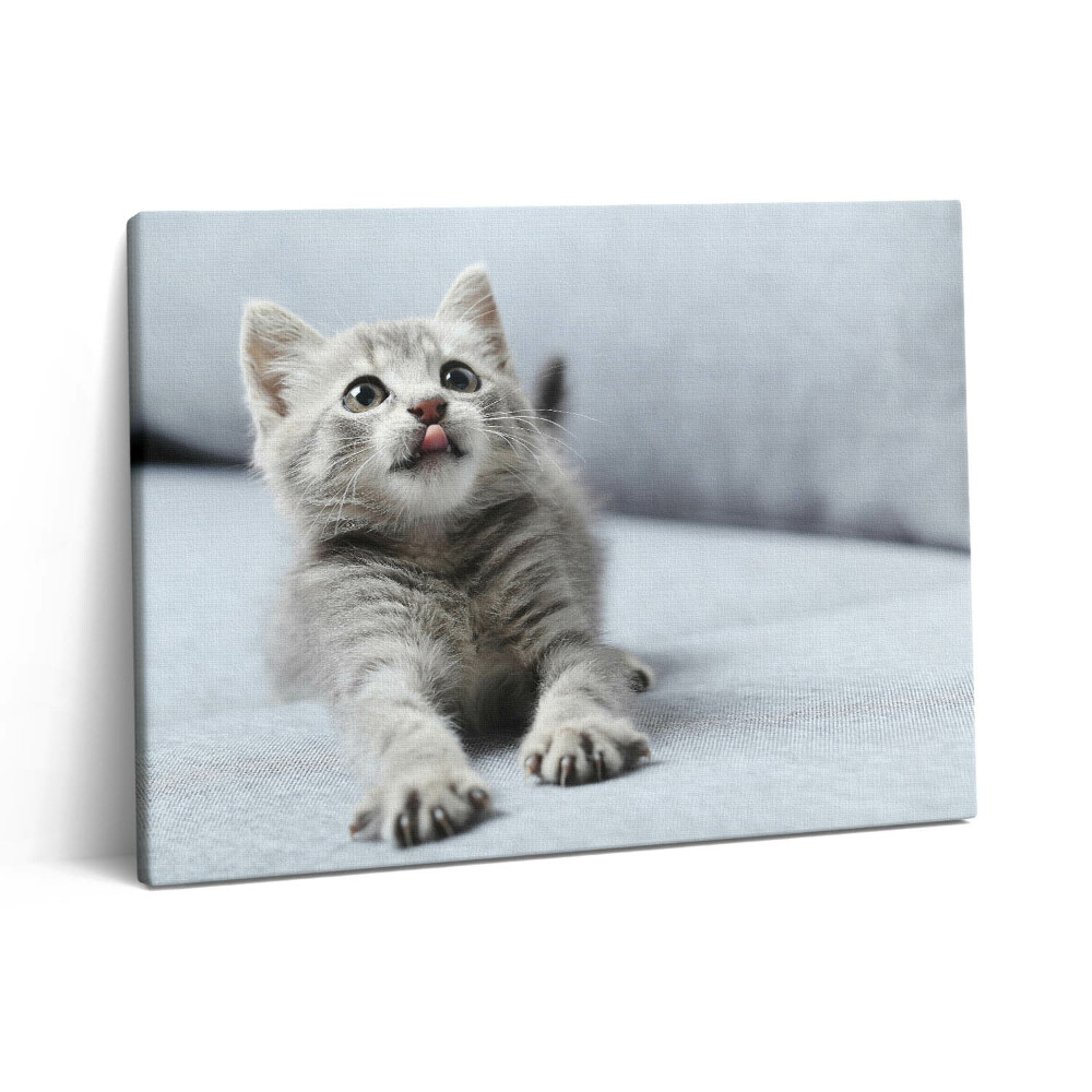 Vászonkép falra 80x60 Aranyos cica egy kanapén