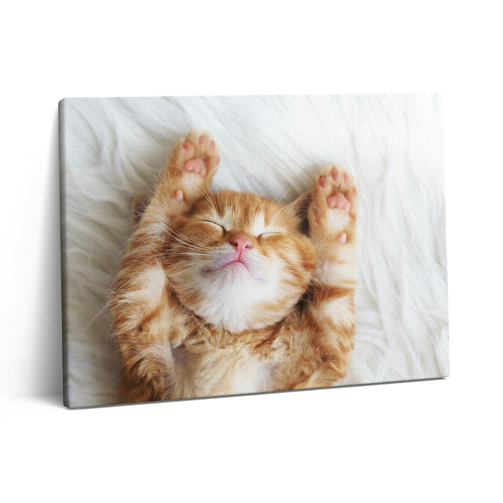 Vászonkép falra 80x60 Alvó cica