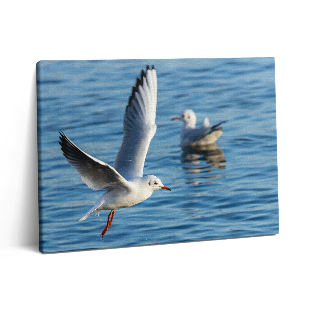 Vászonkép falra 80x60 Sirályok Gdyniában