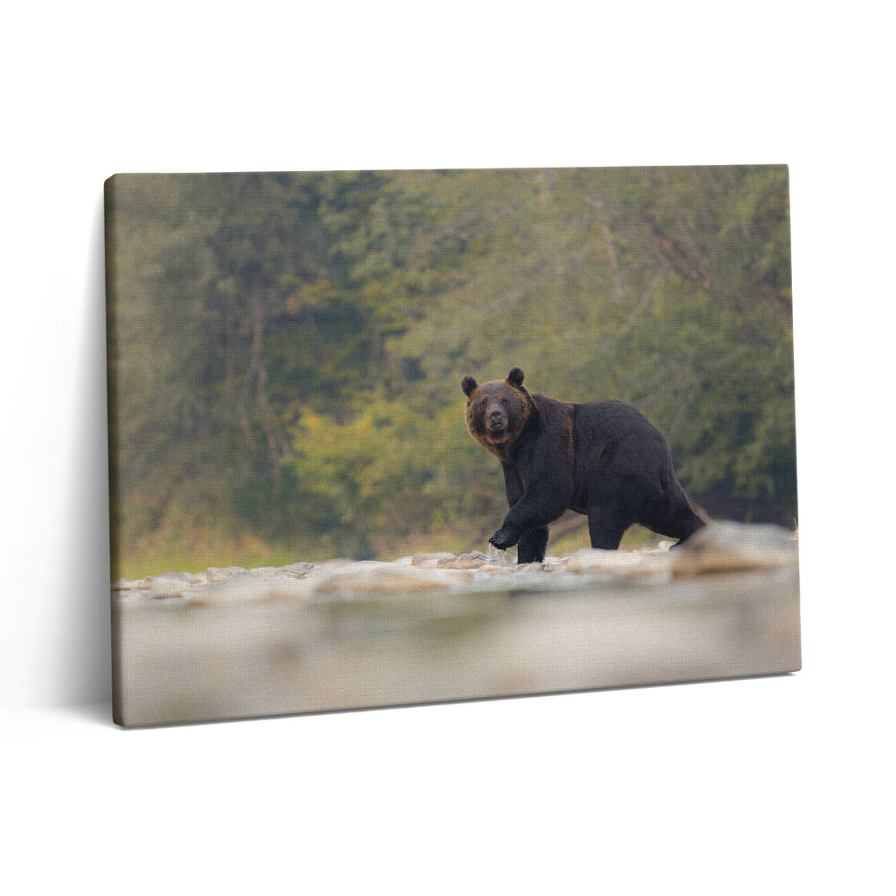 Vászonkép falra 80x60 Medve a Bieszczady-hegységben