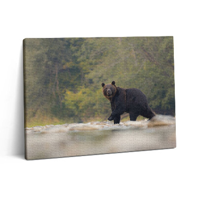 Vászonkép falra 80x60 Medve a Bieszczady-hegységben