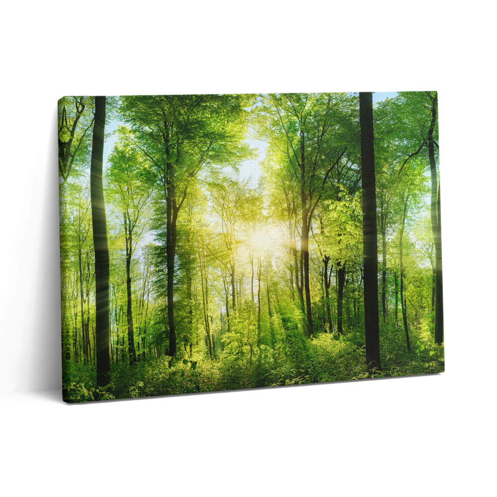 Vászonkép falra 80x60 Erdei fák természete