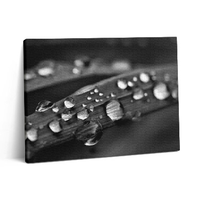 Vászonkép falra 80x60 Rózsalevél Fekete-fehér