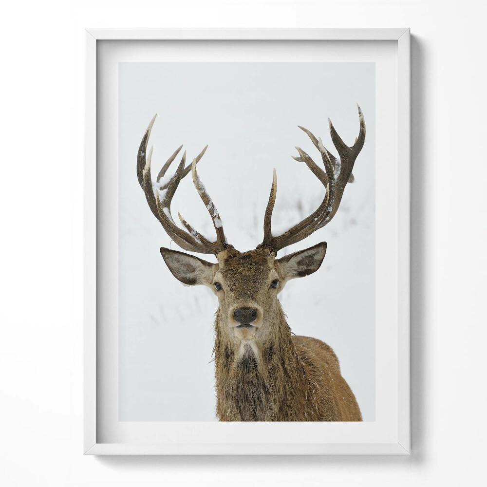 Keretezett kép Méltóságteljes állat szarvas