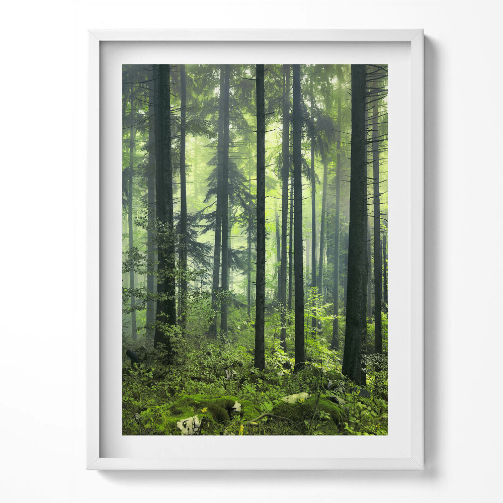Kép keretben Tájkép fák és növényzet egy erdőben